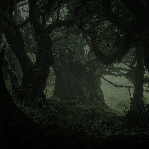 an old tree in the middle of a forest with moss growing on it's branches