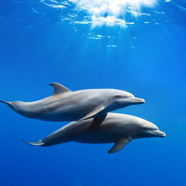 two dolphins swimming in the ocean with sunbeams above them and blue water below