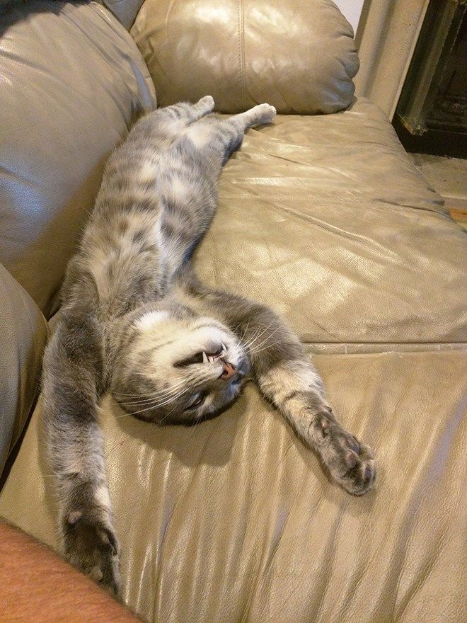 a cat laying on it's back on top of a couch