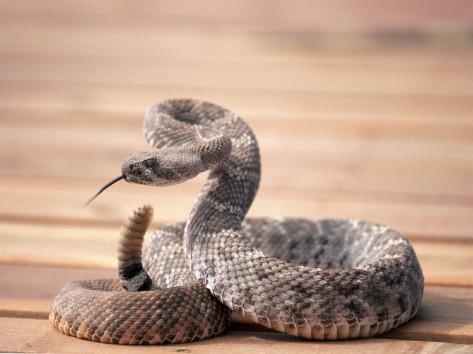 a close up of a snake on a wooden floor with it's mouth open