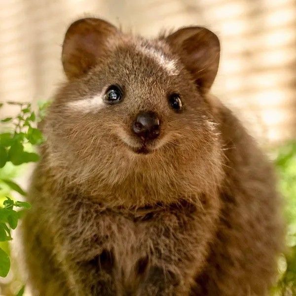 a small brown animal standing on top of a lush green field next to a tree