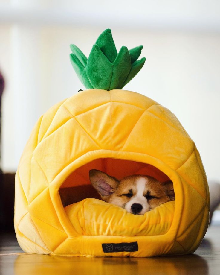 a small dog in a pineapple shaped bed