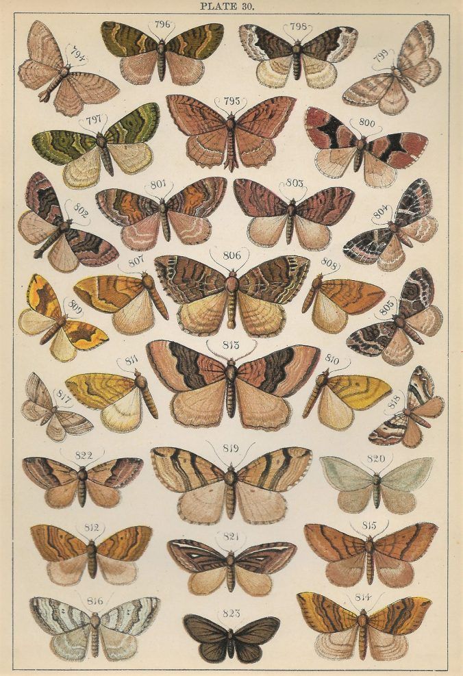 an antique butterfly print with many different colors and patterns on it's back side