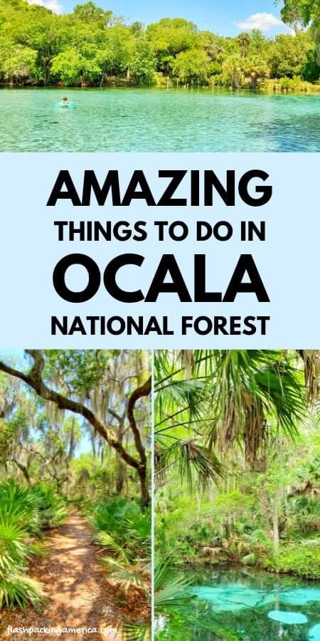 the national forest with text overlay reading amazing things to do in ocalaa national forest