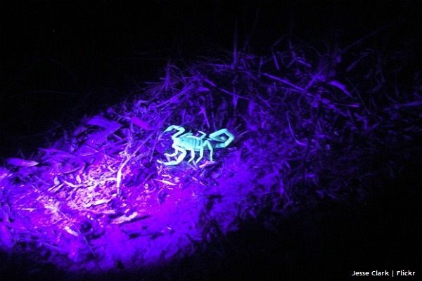 a scorpion on the ground with purple light