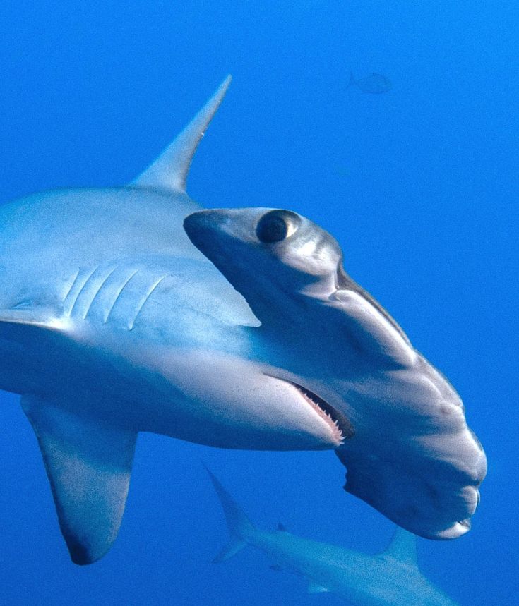 a shark swimming in the ocean with its mouth open