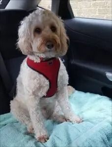 a dog sitting in the back seat of a car wearing a red harness and leash