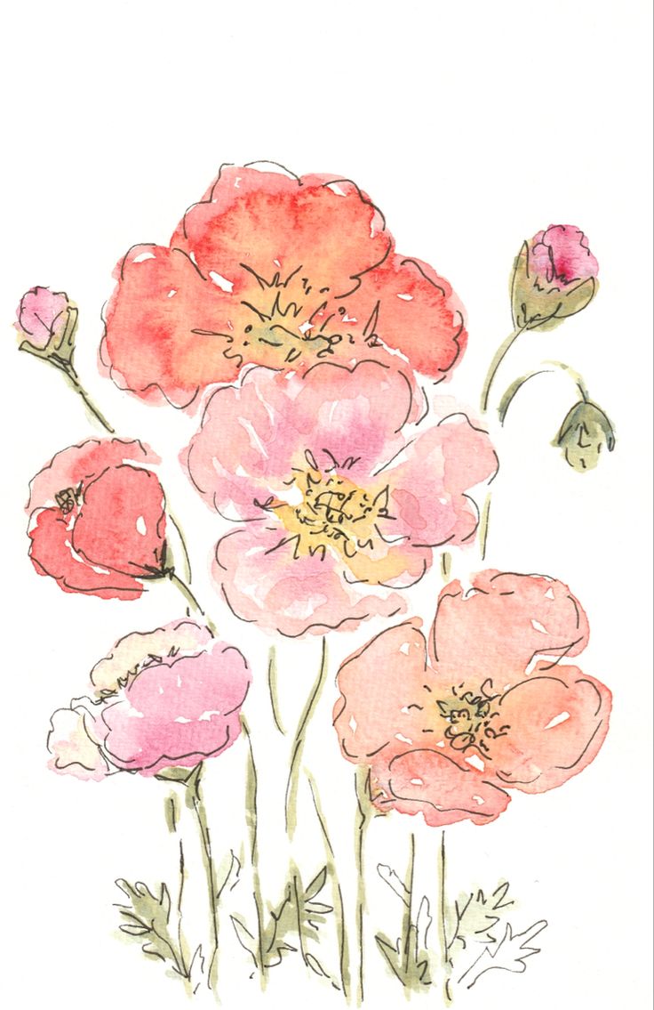 watercolor and ink drawing of pink flowers