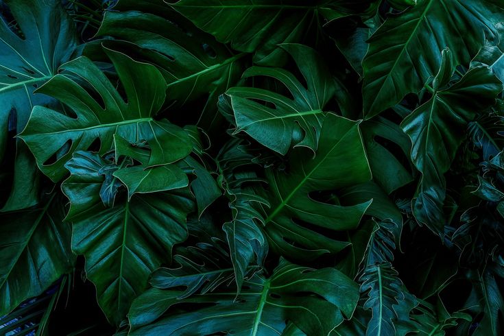 large green leaves are growing on the wall