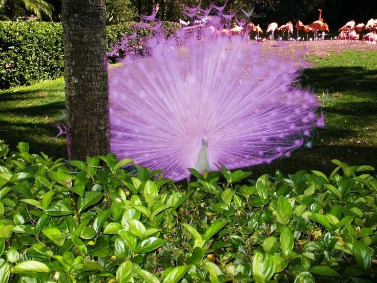 a purple peacock is in the bushes with it's feathers spread out and its tail extended