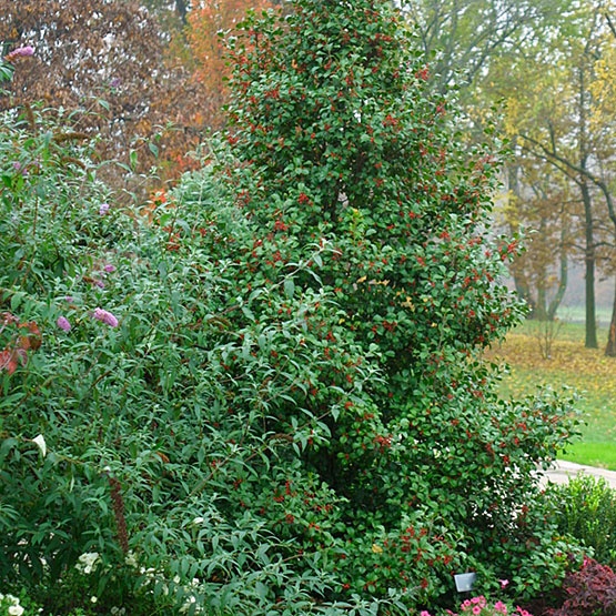 a red fire hydrant sitting in the middle of a garden filled with lots of flowers