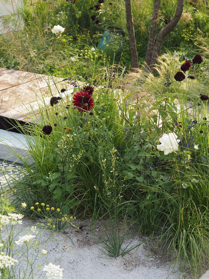 the flowers are blooming in the sand dunes