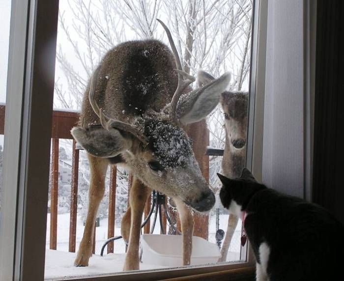 a cat looking at a deer through a window with the words good afternoon on it