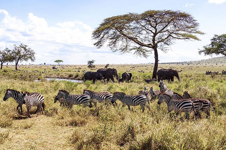 a herd of zebra standing next to each other on a lush green field with an elephant in the background