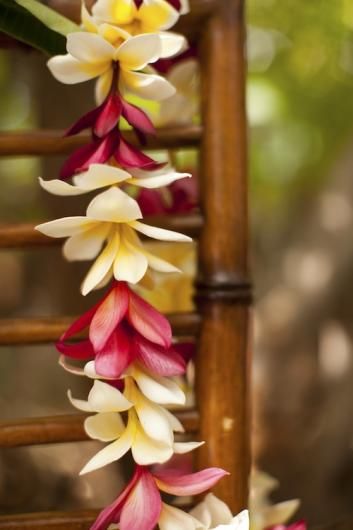 some flowers are growing on a wooden chair