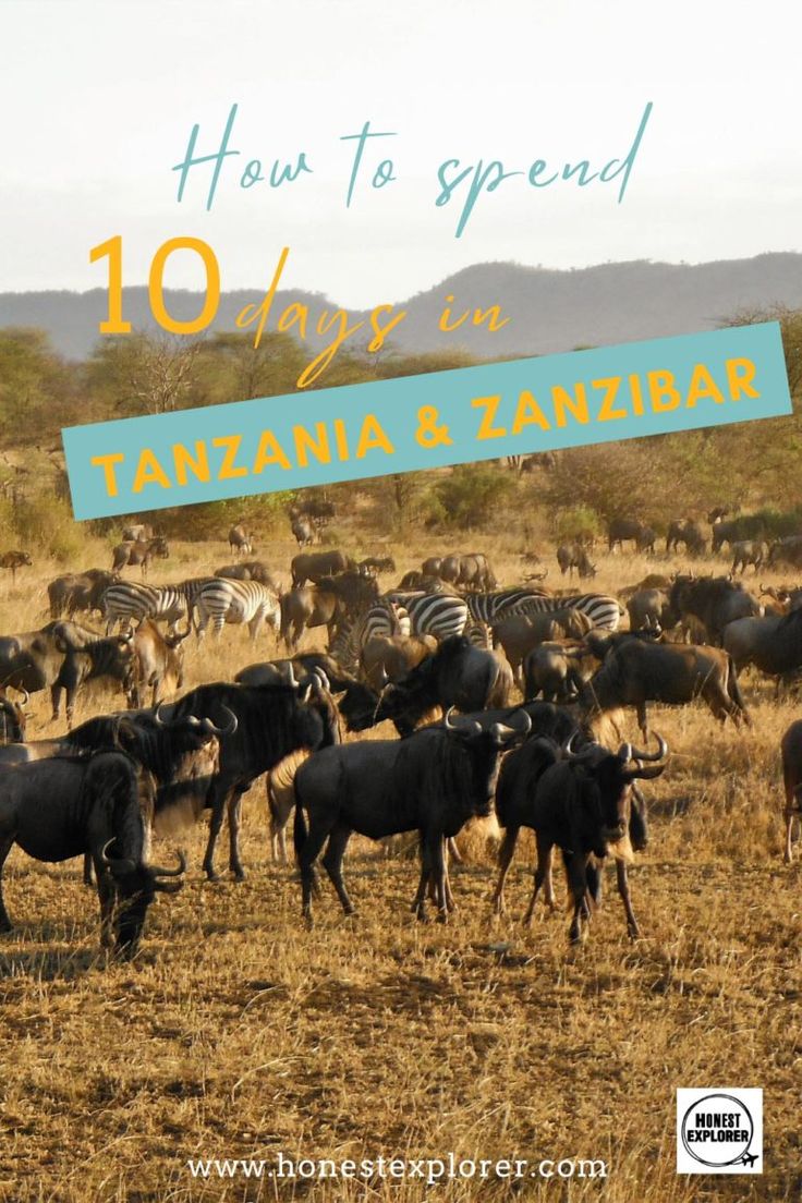 a herd of cattle grazing on dry grass with the words how to spend 10 days in tanzanna and zambe