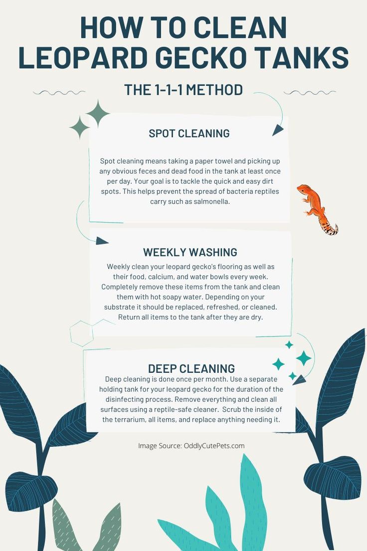 the steps to clean leopard gecko tanks in this info sheet, you can see how they