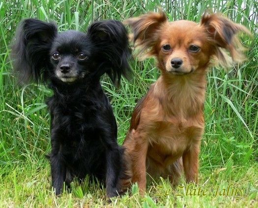 two small dogs sitting next to each other in the grass and looking at the camera