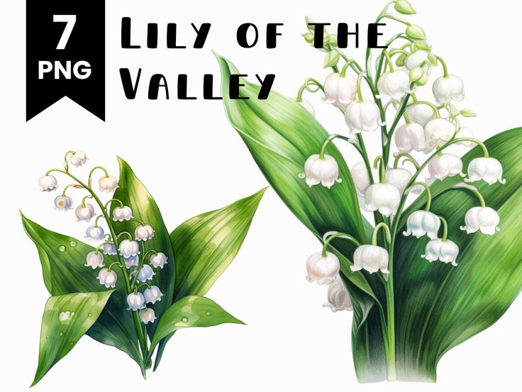 lily of the valley flowers and green leaves with text that reads, 7 lily of the valley