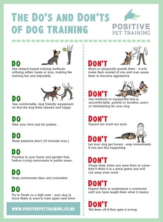 the do's and don'ts of dog training Kat Diy, Dog Body Language, Puppies Tips, Dog Brain, Puppy Training Tips, Dog Facts, Dog Info, Dog Care Tips, Puppy Care