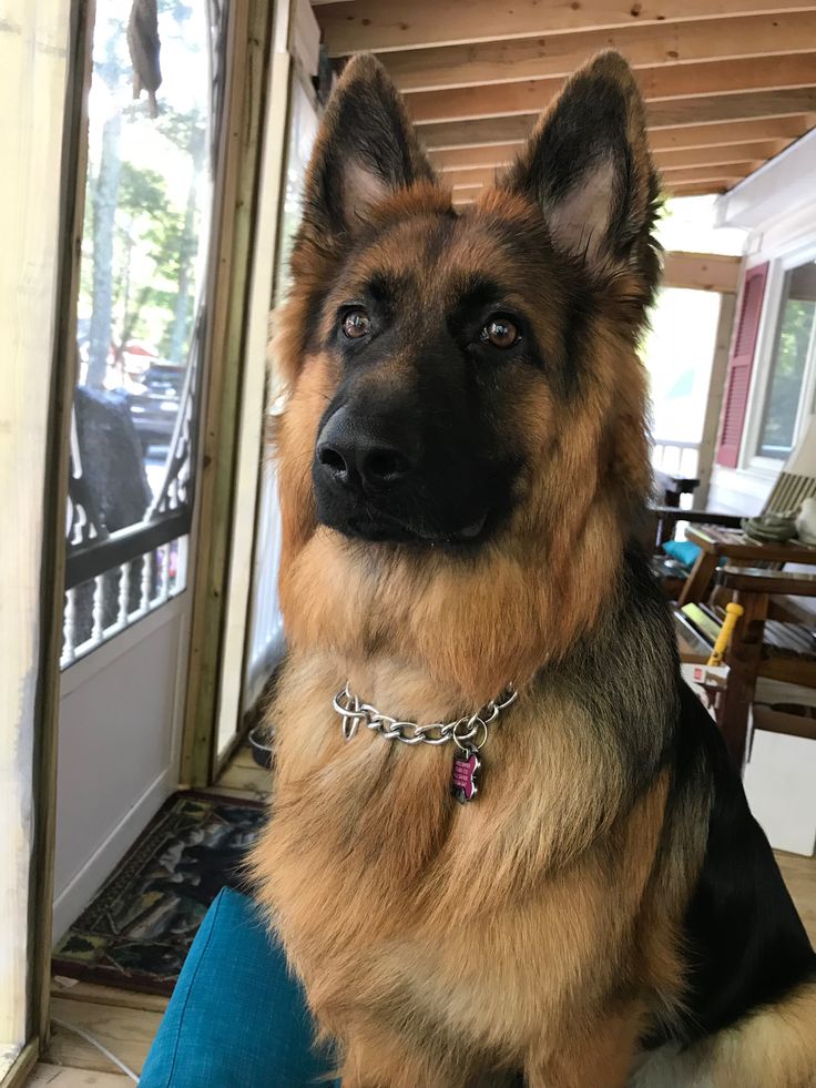 a german shepherd dog sitting on the back of a person's lap in front of a door