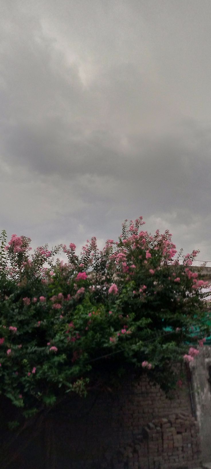 the clock tower is surrounded by pink flowers and greenery in front of an overcast sky