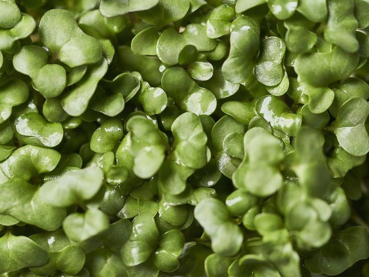 green leaves are shown close up on the surface