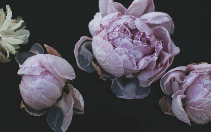 three pink and white flowers on a black background