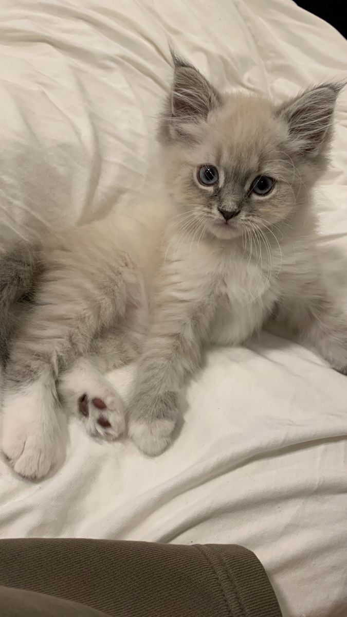 a small kitten laying on top of a bed