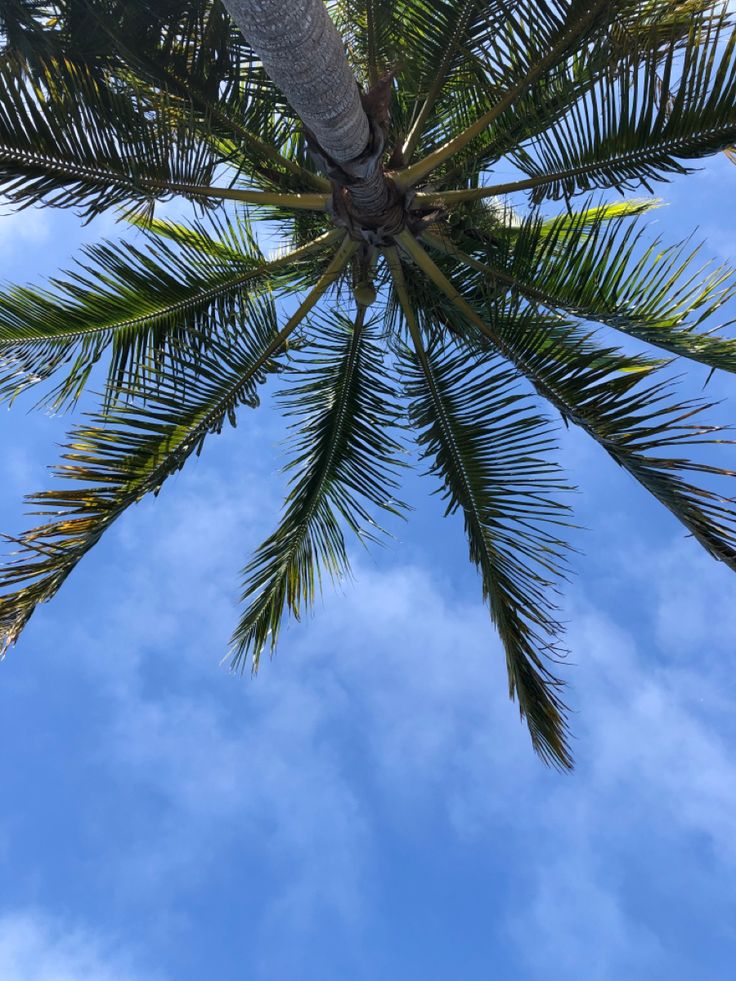 the top of a palm tree against a blue sky