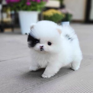 a small white and black dog standing on the ground