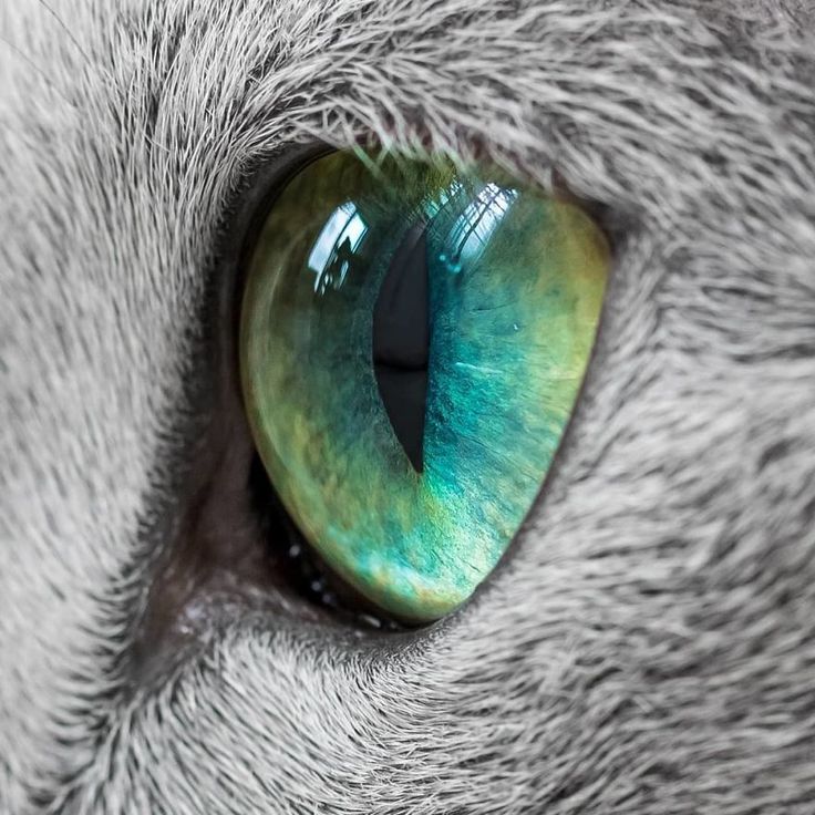 a cat's green eye is seen in this close up photo from the side