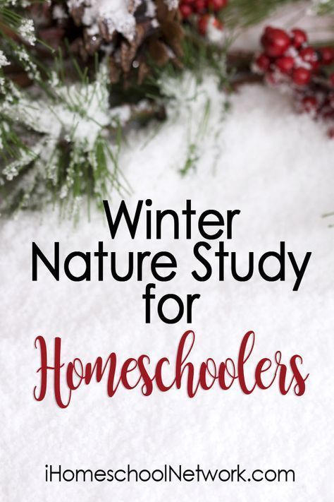 the words winter nature study for homeschoolers on top of snow covered pine cones