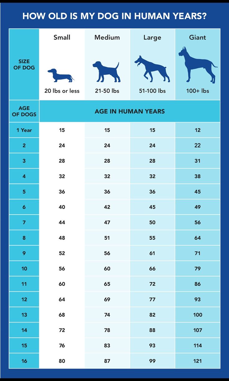 an info sheet showing how old is my dog in human years? and the age of dogs