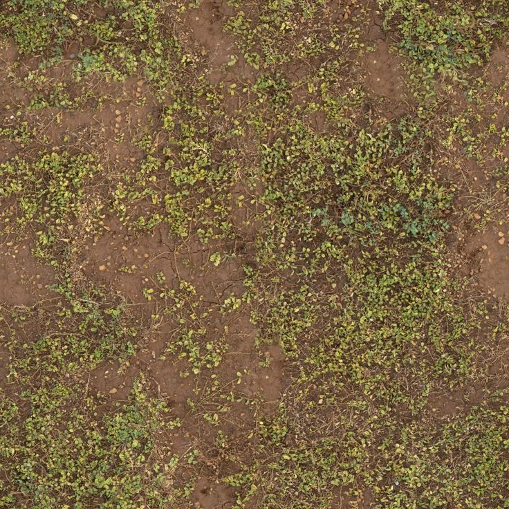 the ground is covered with dirt and green plants