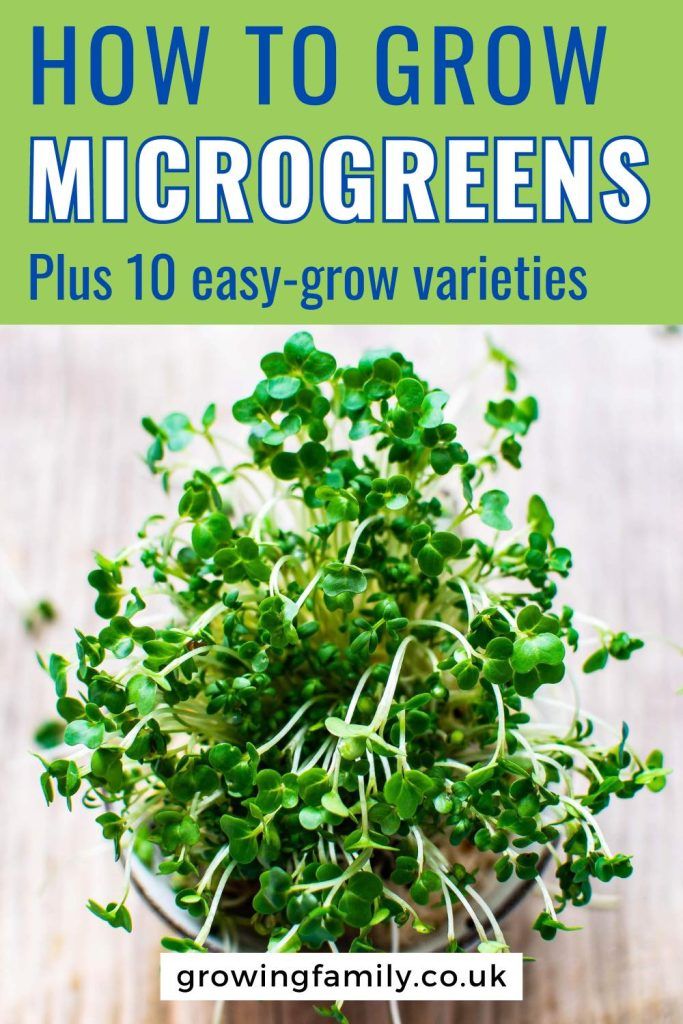 how to grow microgreens plus 10 easy - grow varieties by growing family co uk