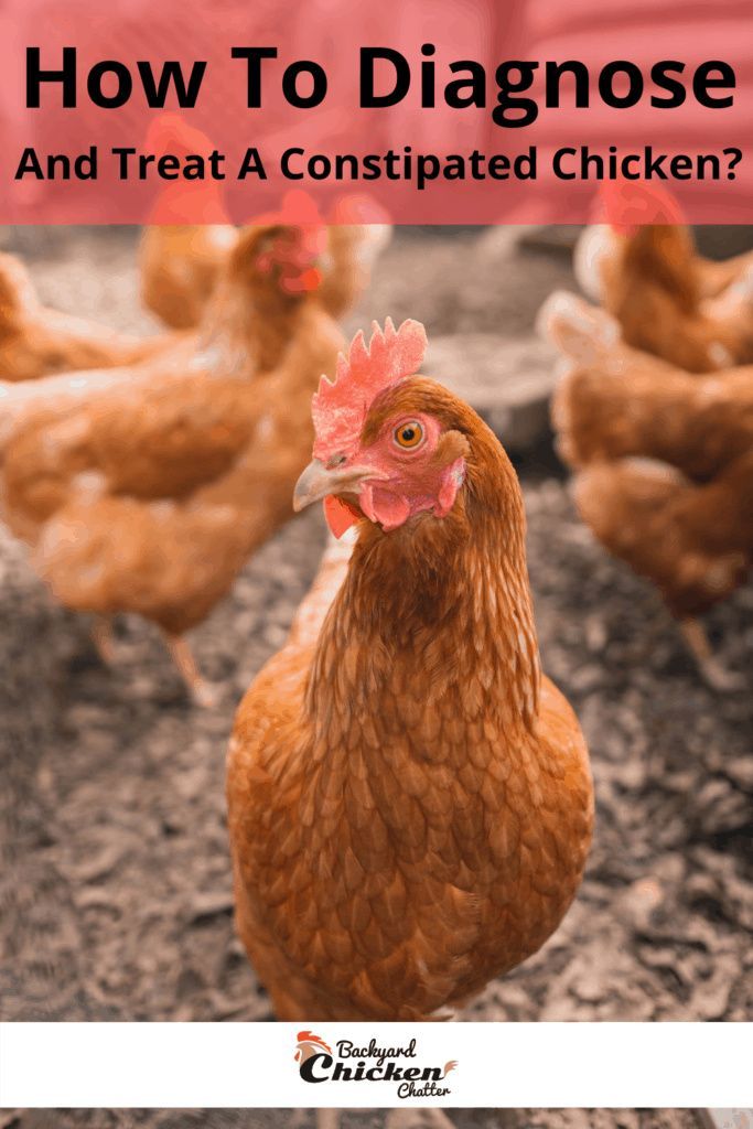 a group of chickens standing on top of a dirt field