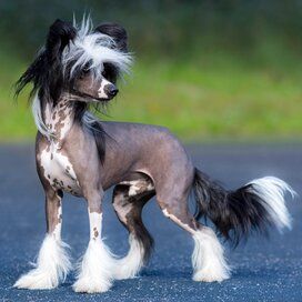 a hairless dog standing on the street with its tail in the air and it's eyes closed