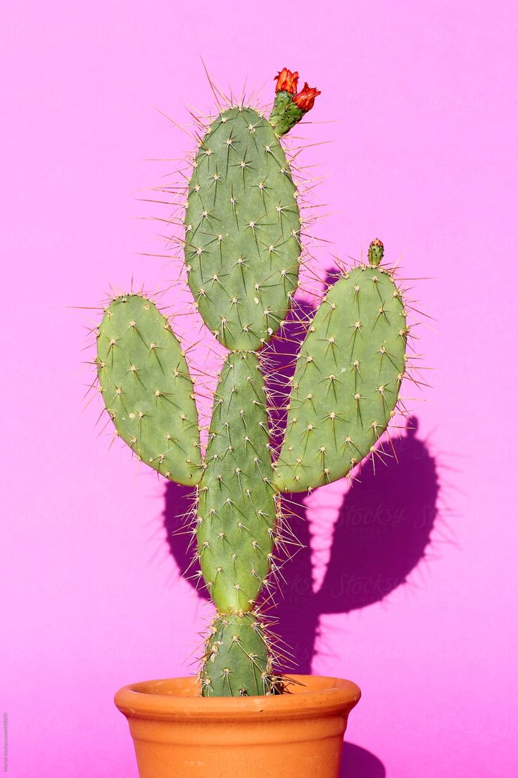 a cactus in a pot against a pink background