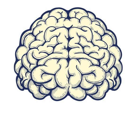 a drawing of a brain on a white background