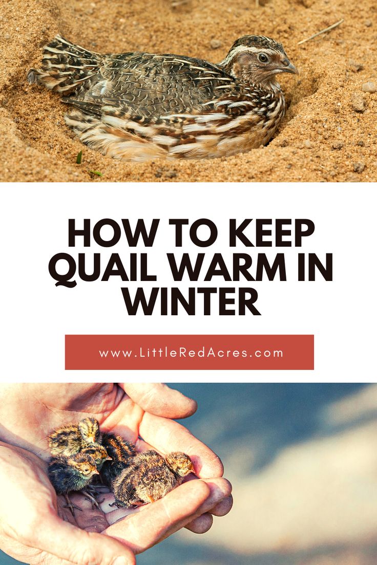 two pictures with the words how to keep quail warm in winter