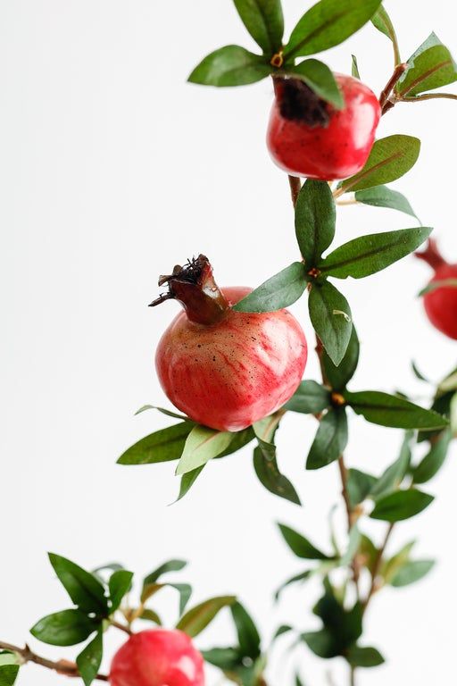 the pomegranates are growing on the tree branch