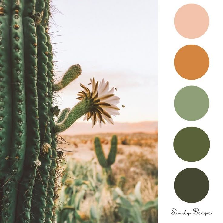 an image of a cactus in the desert with color swatches to match it's colors