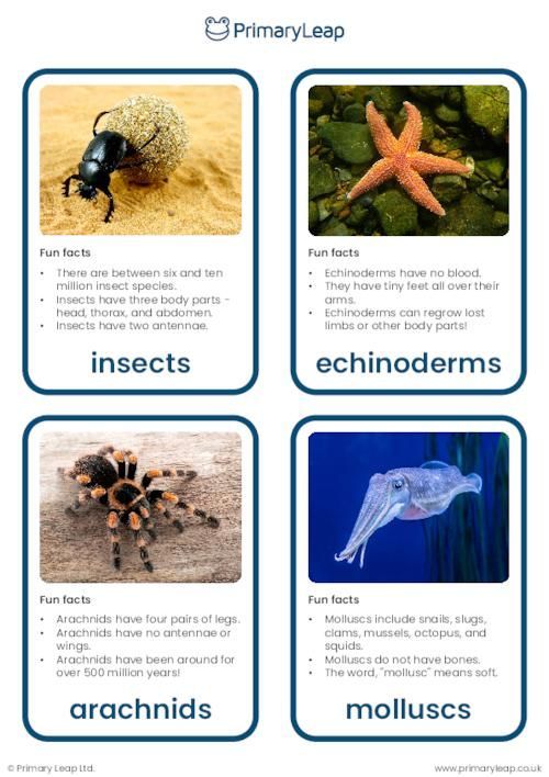 This set of flashcards includes colourful photographs of an insect, echinoderm, arachnid, mollusc, crustacean, and annelid. Each flashcard also includes some fun facts for children to learn about different species of invertebrates! Vertebrates And Invertebrates Project, Invertebrates Activities For Kids, Zoology Project, Invertebrates Animals, Annelid, Biology Lab, Vertebrates And Invertebrates, Creative Worksheets, Insect Species