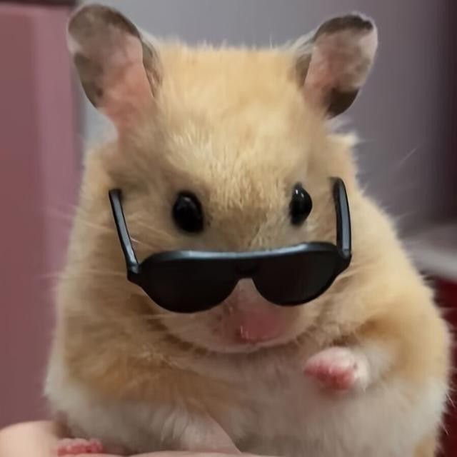 a hamster with sunglasses on it's face sitting in someones hand,