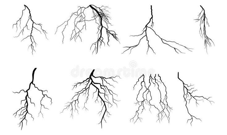 the branches of trees without leaves on a white background