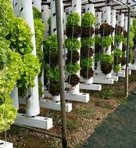 rows of green plants growing in white plastic tubes on the side of a fenced off area