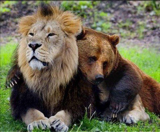 two lions sitting next to each other in the grass with their heads on one another