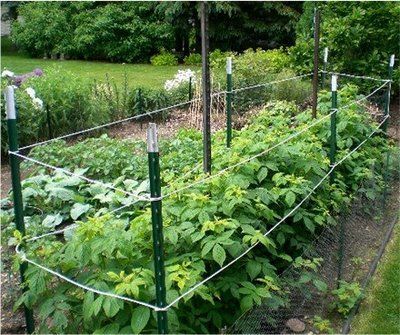 the garden is full of plants growing in it's own fenced off area