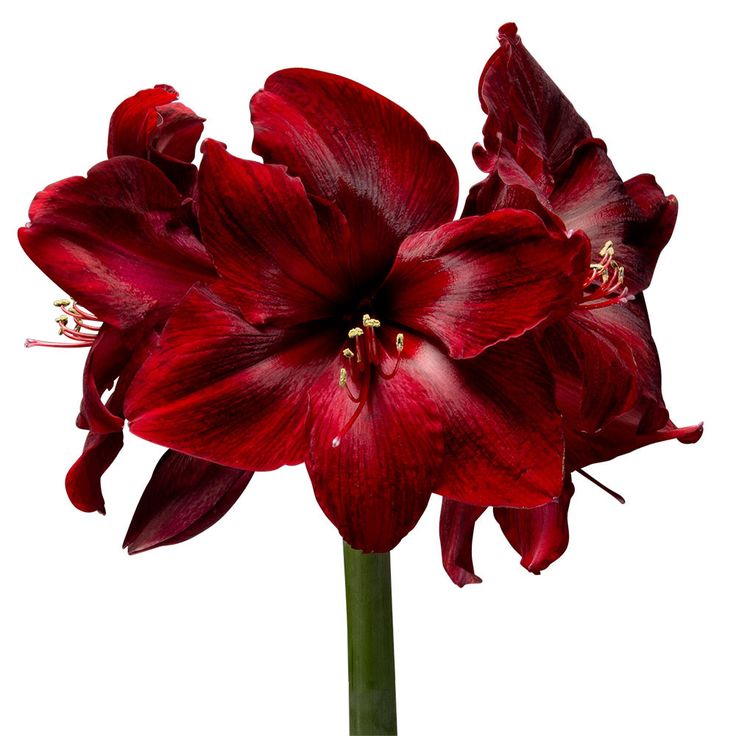 two red flowers are in a vase on a white background